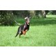 Bijou, Dobermann - Hündin