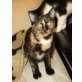 Bijou, Mischlingskatze - Katze