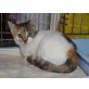 Bijou (kris-hu ) kleiner Schmuserin sucht ihr - Katze