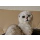 Bijou vom Zarentiger, Schottische Faltohrenkatze - Katze