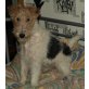 Bijou von der Comthurei, Drahthaar-Foxterrier - Hündin