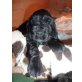 Bijoux,Bentley und Bounty, Englischer Cockerspaniel Welpen - Rüde