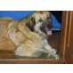 Bijoux, Leonberger - Hündin