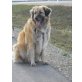 Bijoux, Leonberger - Hündin