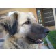 Bijoux, Mix - Hündin