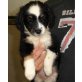 Bilbo ist ein ganz süßes Hundekind, Mischling Welpen - Rüde