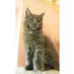 Bildhübsche blaue Maine Coon Girl., Maine Coon - Katze