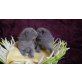 Bildhübsche reinrassige Russisch Blau Kitten, Russisch Blau - Katze