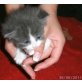 Bildhübsches BKH-Mädchen in blue/white, Britisch Kurzhaarkatze - Katze