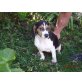 Bildhübsches  Beagle Mädchen, Beagle Welpen - Hündin