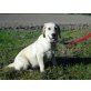 Bildschöne Golden Labrador Mädel, Labrador Retriever Welpen - Hündin
