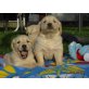 Bildschöne Golden Retriever Welpen, Golden Retriever Welpen - Hündin