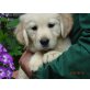 Bildschöne Golden Retriever Welpen, Golden Retriever Welpen - Hündin