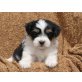 Bildschöne Tibetdoodle Tibet Terrier - Pudel - Hündin