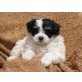 Bildschöne Tibetdoodle Tibet Terrier - Pudel - Rüde