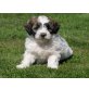 Bildschöne Tibetdoodle Tibet Terrier - Pudel - Rüde