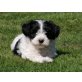 Bildschöne Tibetdoodle Tibet Terrier - Pudel - Rüde