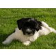 Bildschöne Tibetdoodle Tibet Terrier - Pudel - Rüde