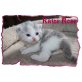 Bildschöne reinrassige Bkh Kitten in tollen F - Katze