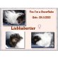 Bildschöne verträgliche Meerschweinchen auch  - weiblich
