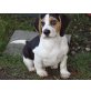Bildschöner Beagle Rüde, Beagle Welpen - Rüde