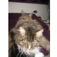 Bill & Bull, Maine Coon - Kater
