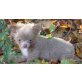 Bill, Chihuahua langhaariger Schlag Welpen - Hündin