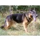 Bill, Deutscher Schäferhund - Rüde