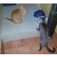 Bill, EKH - Kater
