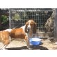 Bill sucht zuhause oder Pflegestelle, Beagel-Mix 43 cm - Rüde