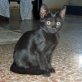 Billa, schwarze - Katze