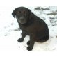 Billi von der Burg Güssing, Labrador Retriever - Rüde