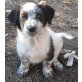 Billie, kleiner Mischling Welpen - Rüde