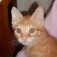 Billo, roter - Kater