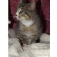 Billy, Billy - ein netter Kater - Kater