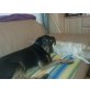Billy, Billy sucht dringend neues Zuhause - Rüde
