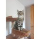 Billy, Hauskatze - Kater