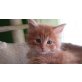 Billy, Maine Coon - Kater