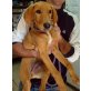 Billy, Pharaonenhund Mix Welpen - Rüde