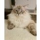Billy, Ragdoll - Kater