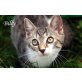 Billy, Schmusetiger aus Graz - Kater