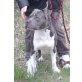 Billy, Staffordshire-Bullterrier - Rüde