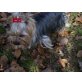 Billy, Yorkshire Terrier - Rüde