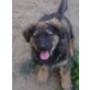 Billy und Bille, 2 Plüschkugeln XXL, Leonberger Welpen - Hündin