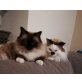 Billy und Charly , Ragdoll - Kater