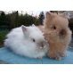 Billy und Snow, Teddyzwerge