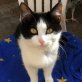 Bimba, Europäische Kurzhaarkatze - Kater