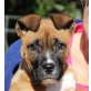 Bimbo, Boxer Mischling Welpen - Rüde
