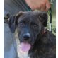 Bina, Boxer Labrador Mix Welpen - Hündin