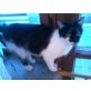 Bine, Hauskatze und Straßenkater - Katze